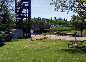 geese53