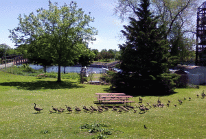 geese63