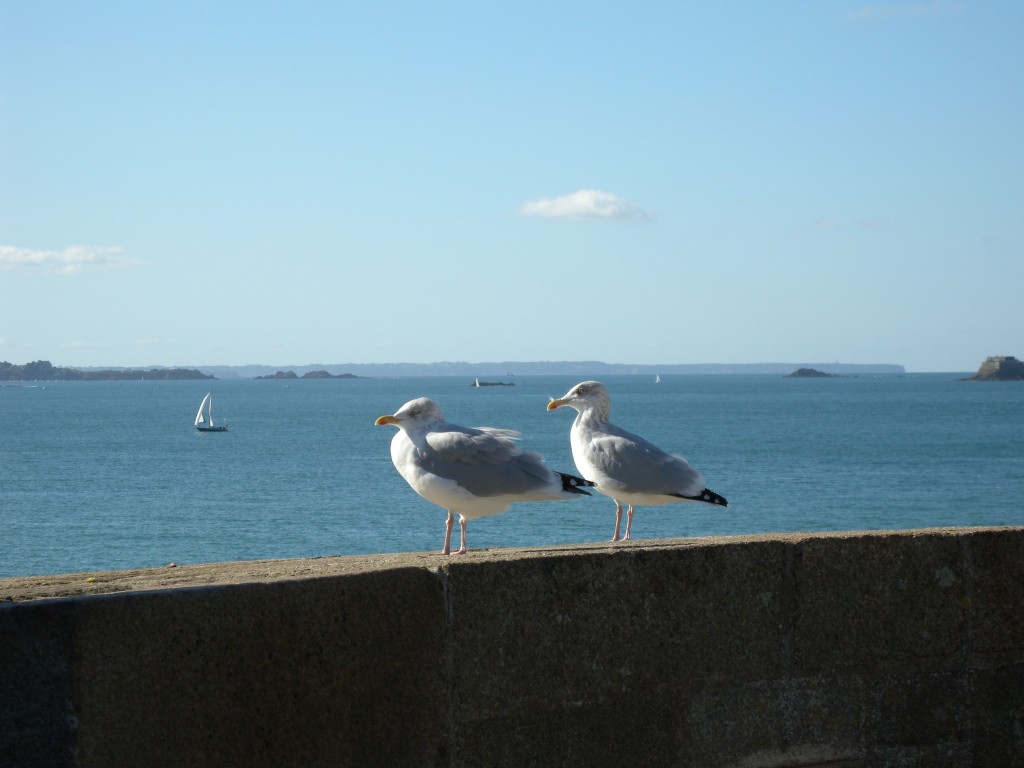 Sea Gulls on the Cote D'Emeraud