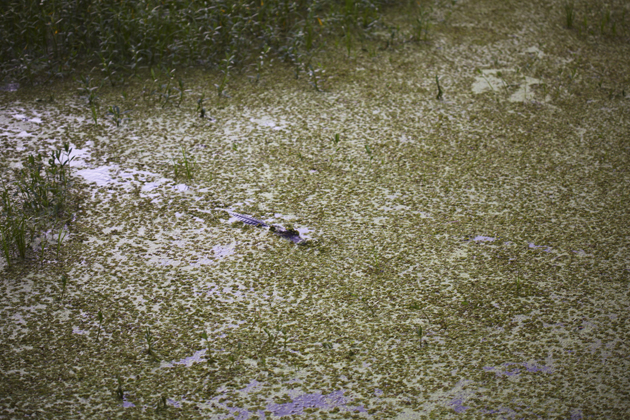 111 Gator