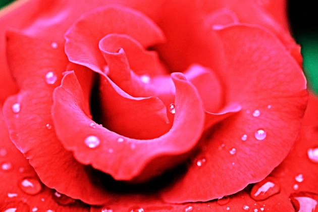 rose1