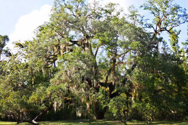 oakentree Oaken Tree