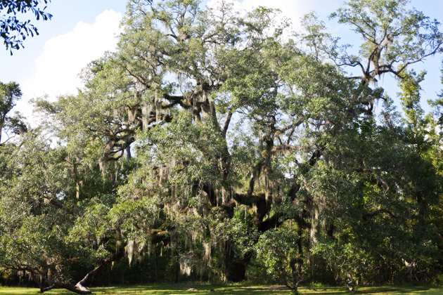oaktree Oak Tree