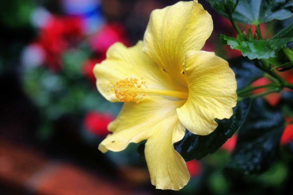 Winter Flowers