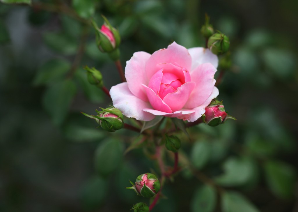 a rose