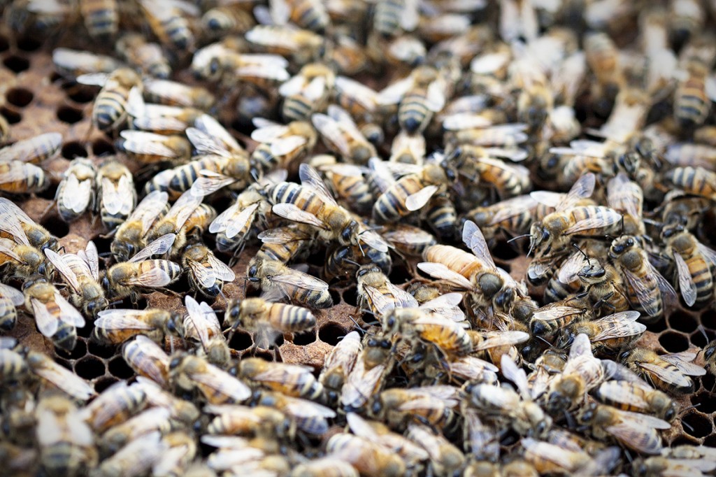 Bees!