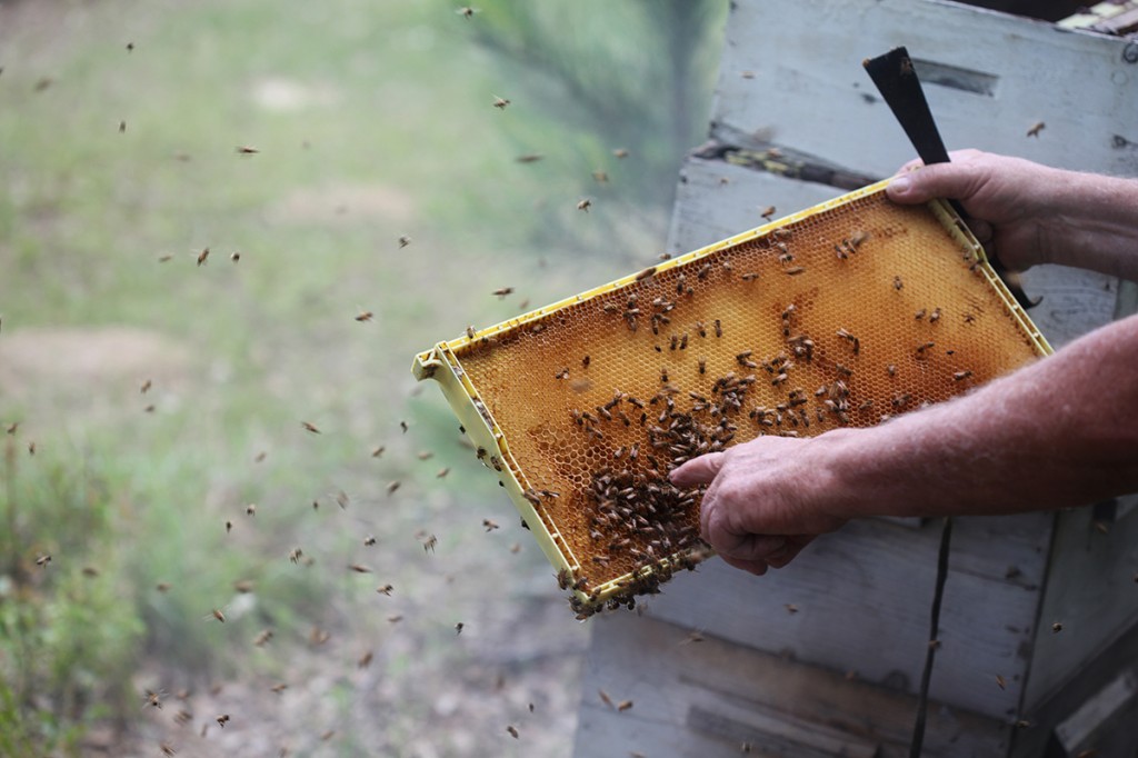 Bees