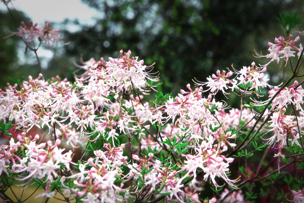 cleome