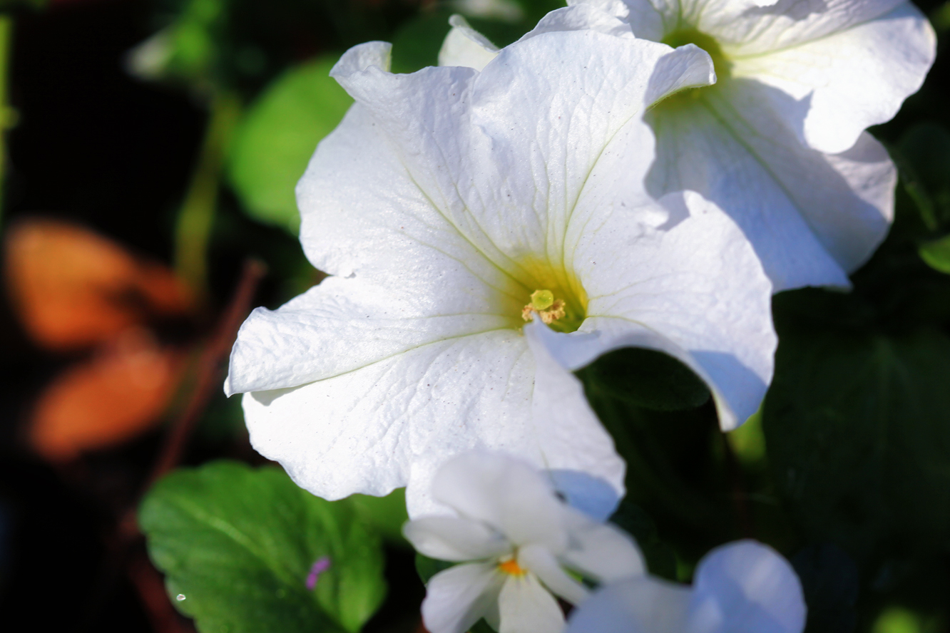 Petunia
