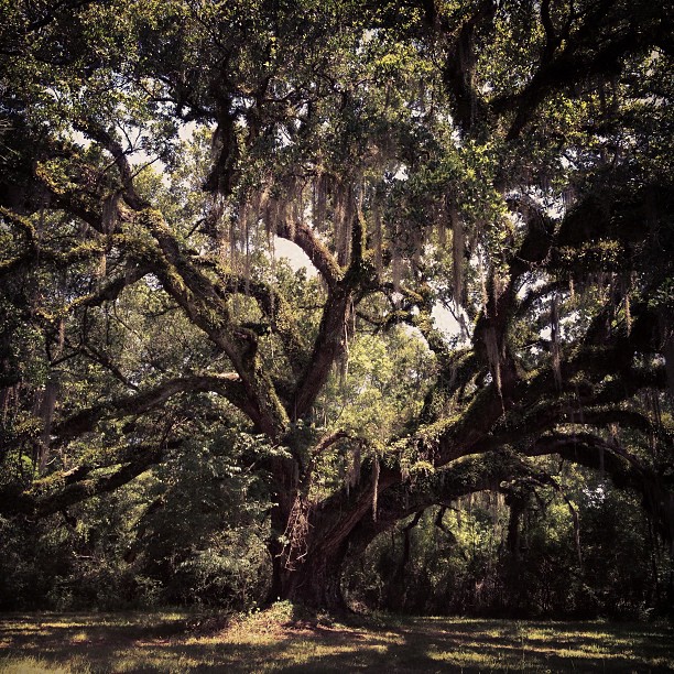grand old oak tree