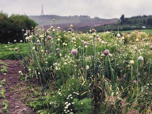 Spanish Garlic
